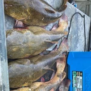 Meet your Posher, Tommy